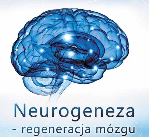 Neurogeneza regeneracja mózgu